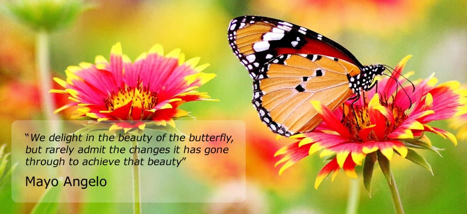 Flowers and butterfly with inspirational quote - Aine Wilson Counselling